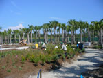 Naples Botanical Garden Florida Garden Wildflower Meadow under construction Summer 2010
